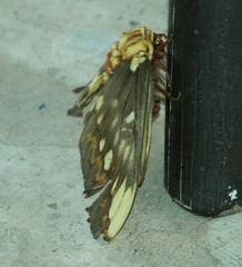 Citheronia beledonon