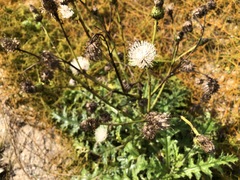 Cirsium brevicaule