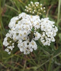 Oedemera nobilis