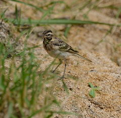 Motacilla citreola