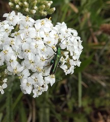 Oedemera nobilis