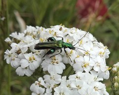Oedemera nobilis