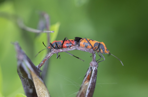 Large Milkweed Bug, photo 6 of 9