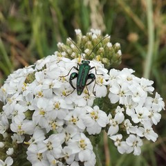 Oedemera nobilis
