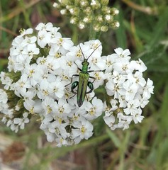 Oedemera nobilis