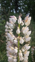 Lupinus polyphyllus polyphyllus
