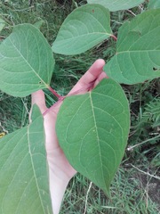 Reynoutria japonica