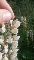 Lupinus polyphyllus polyphyllus