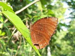 Elymnias hypermnestra hypermnestra