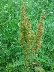 Rumex longifolius