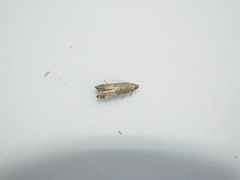 Perimede ricina