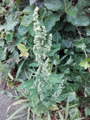 Chenopodium album