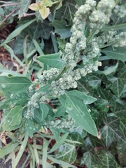 Chenopodium album
