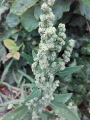 Chenopodium album