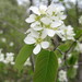 Dwarf Serviceberry - Photo (c) Don Sutherland, some rights reserved (CC BY-NC), uploaded by Don Sutherland