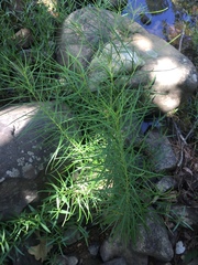 Amsonia hubrichtii