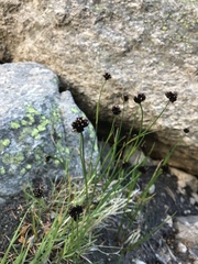 Juncus mertensianus
