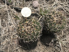 Echinofossulocactus crispatus