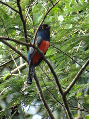 Trogon curucui