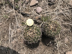 Echinofossulocactus crispatus