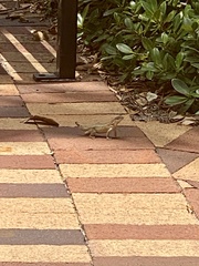 Leiocephalus carinatus