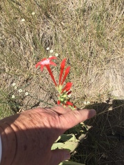 Ipomopsis aggregata collina