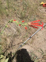 Ipomopsis aggregata collina