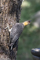 Melanerpes aurifrons × carolinus