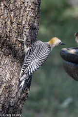 Melanerpes aurifrons × carolinus