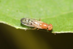 Opomyzoidea