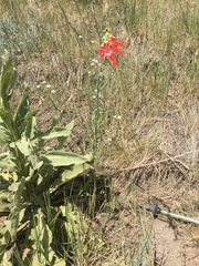 Ipomopsis aggregata collina