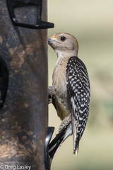 Melanerpes aurifrons × carolinus