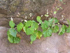 Begonia plebeja