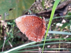 Elymnias hypermnestra hypermnestra