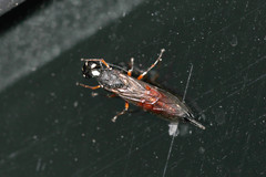 Xiphydria prolongata