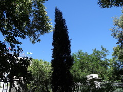 Cupressus sempervirens