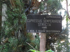 Cupressus sempervirens