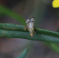 Sphenella marginata