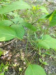 Collinsonia canadensis