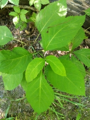 Collinsonia canadensis