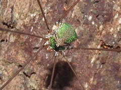 Leiobunum viridorsum