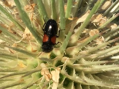 Divales bipustulatus