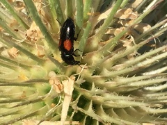 Divales bipustulatus
