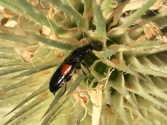 Divales bipustulatus