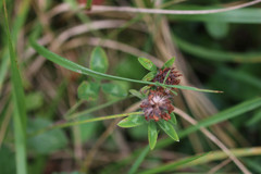 Trifolium pratense