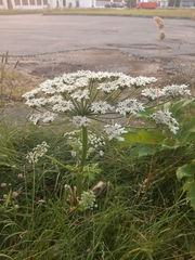 Heracleum sosnowskyi