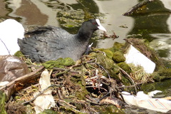 Fulica atra