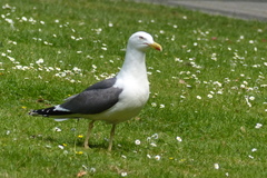 Larus fuscus
