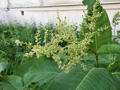 Reynoutria sachalinensis