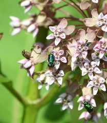Trichiotinus lunulatus